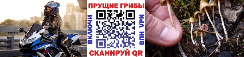 закладки  Биробиджан  Галлюциногенные грибы мицелий 